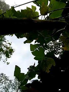 StripChat kemtuoi-sex is Freechat kemtuoi-sex — c m ca ti c gp bn